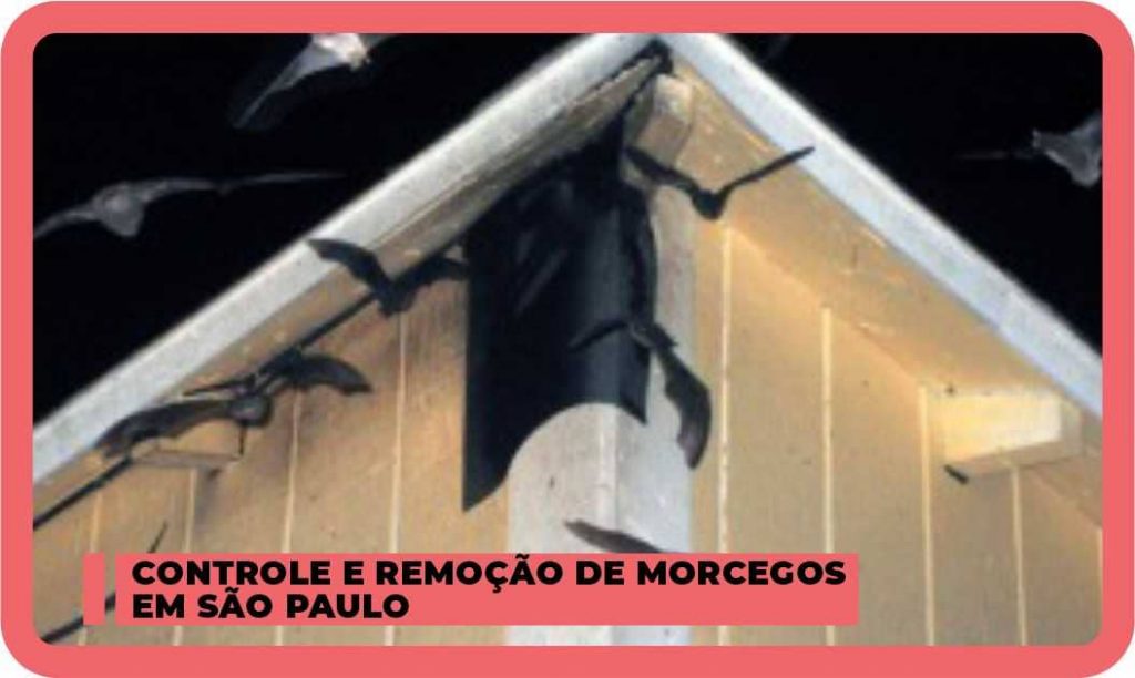 Controle e remoção de morcegos em São Paulo